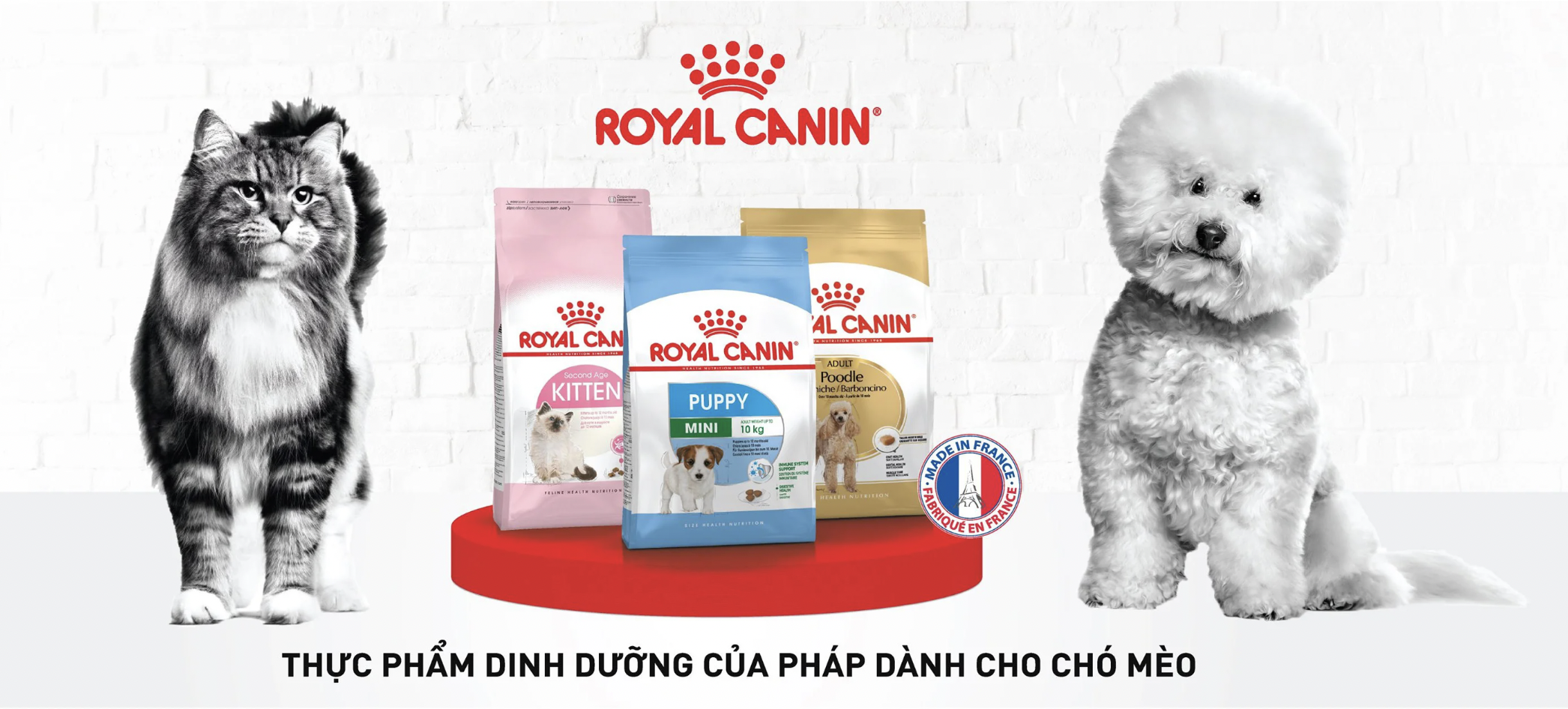 Thức ăn cho mèo