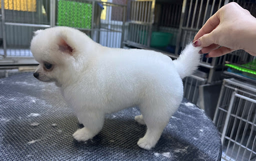 Photo from customer review