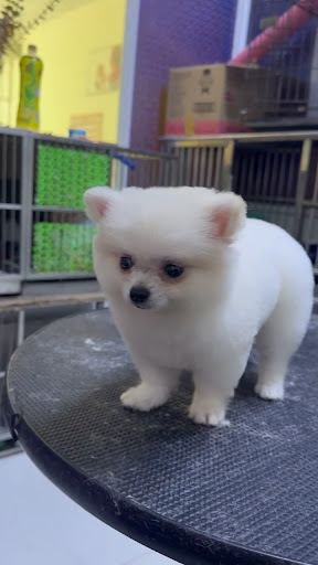 Photo from customer review